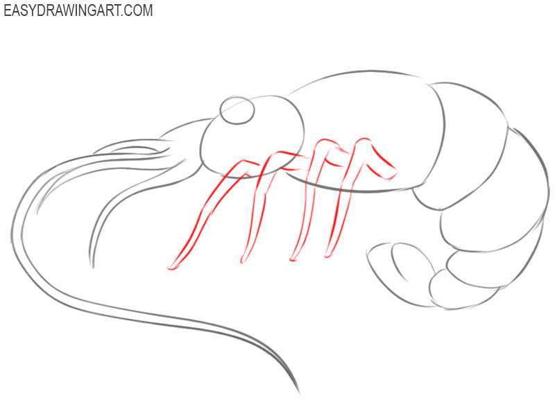 how to draw a shrimp step by step easy