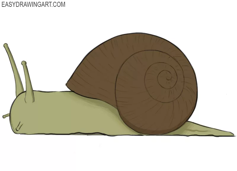 how to draw a snail
