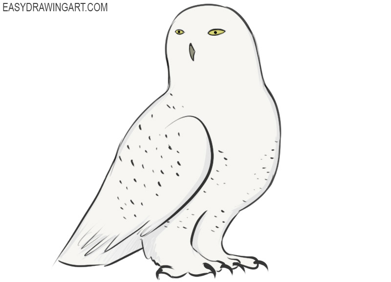 How to Draw a Snowy Owl Easy Drawing Art