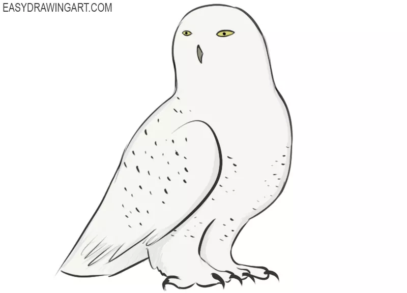Owl Drawing Step by Step - Art Starts