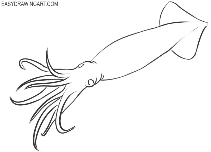 how to draw a pencil squid