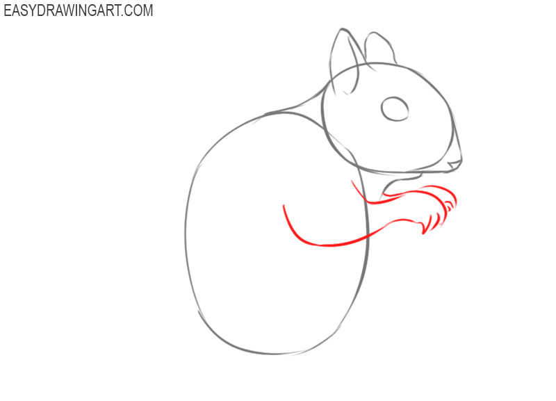 how to draw a squirrel for beginners