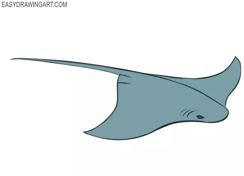 how to draw a stringray