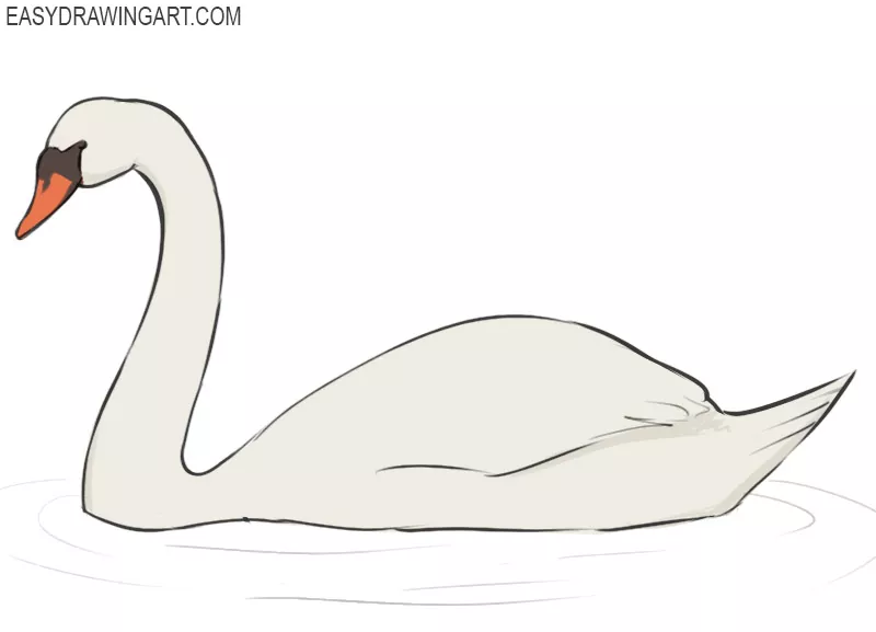 how to draw a swan