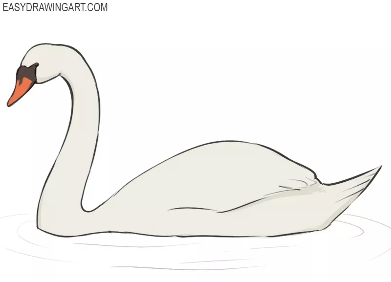 Black and white Swan drawing
