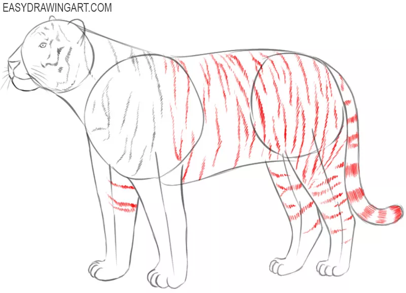 how to draw a tiger easy cartoon