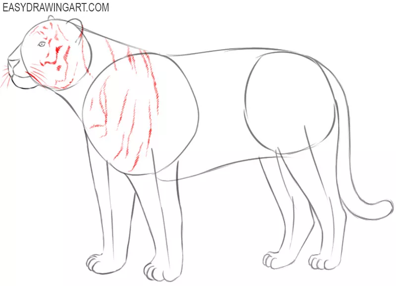 how to draw a tiger easy way