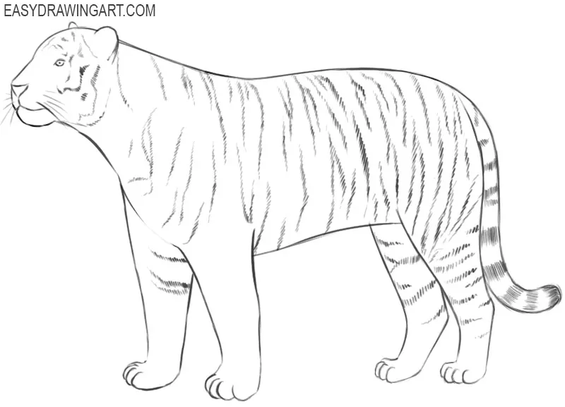how to draw a tiger guide