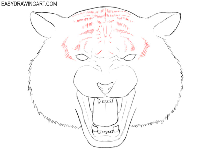 graphic tiger head drawing