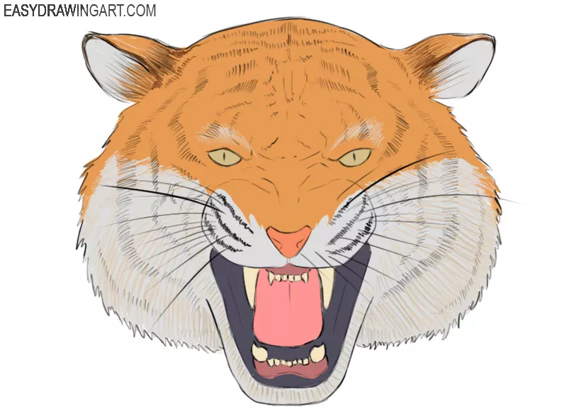 How to Draw a Tiger Head