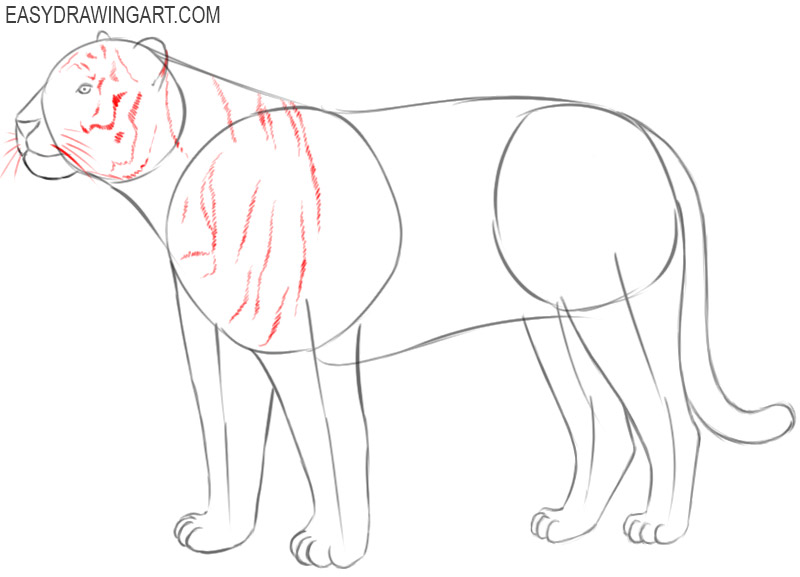 how to draw a tiger easy way