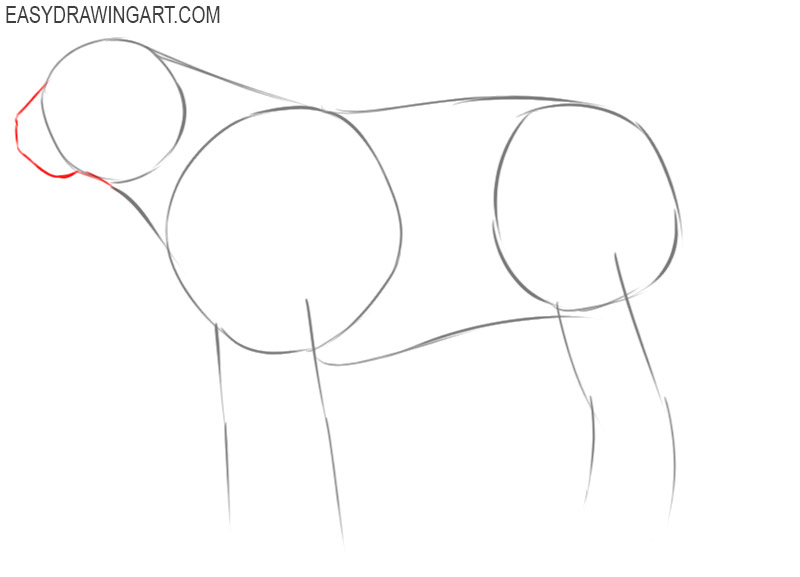 pictures of how to draw a tiger