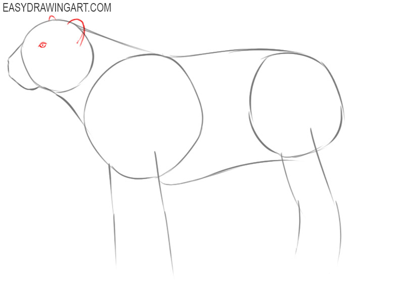 steps of how to draw a tiger