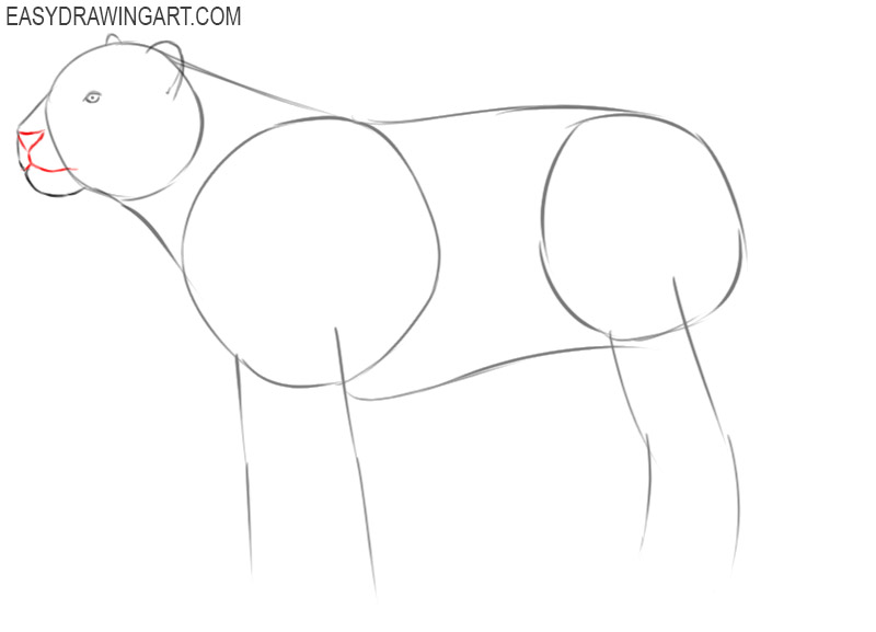 images of how to draw a tige