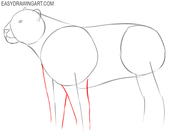 how to draw a tiger body step by step
