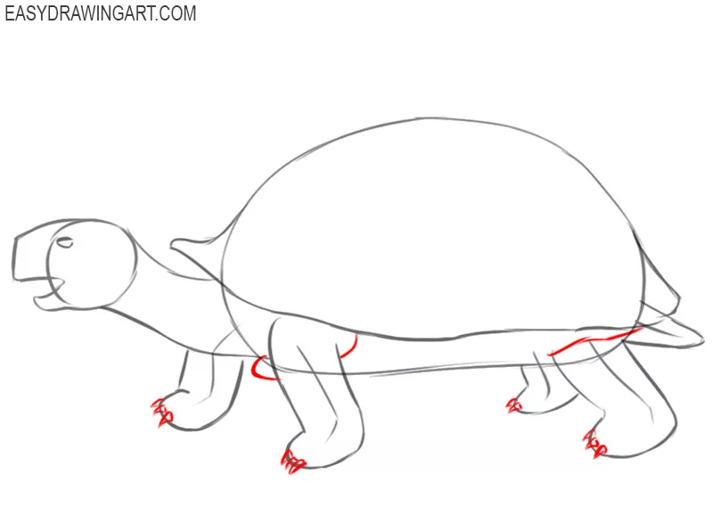 how to draw a tortoise in easy steps