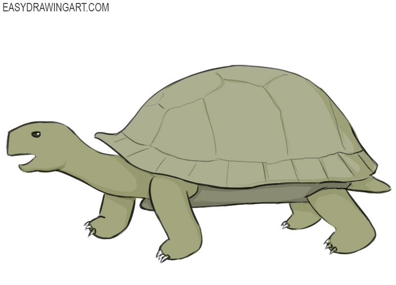 How to Draw a Tortoise