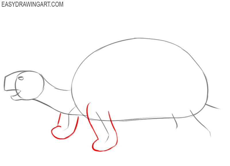 how to draw an easy tortoise