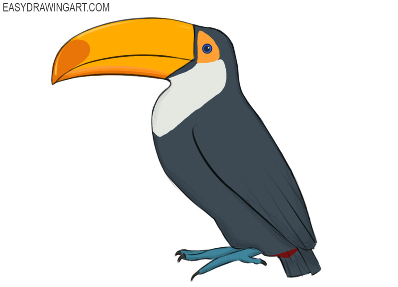 how to draw a toucan