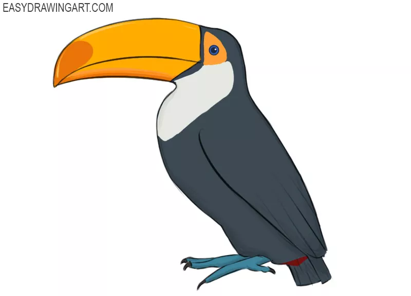 how to draw a toucan