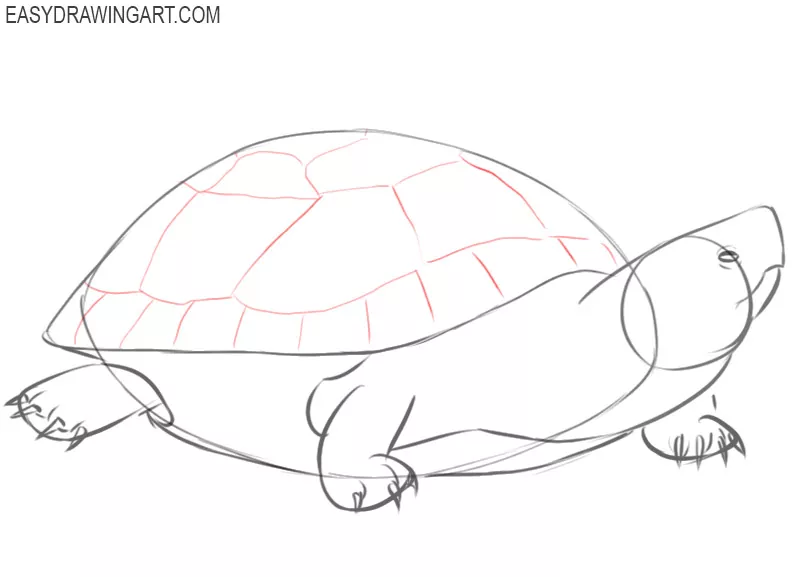 how to draw a turtle colour