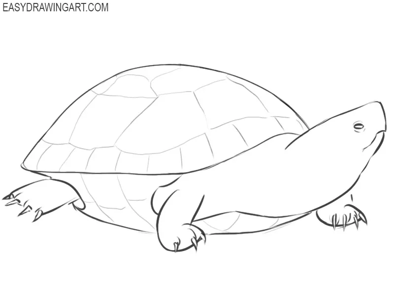 how to draw a turtle draw so cute