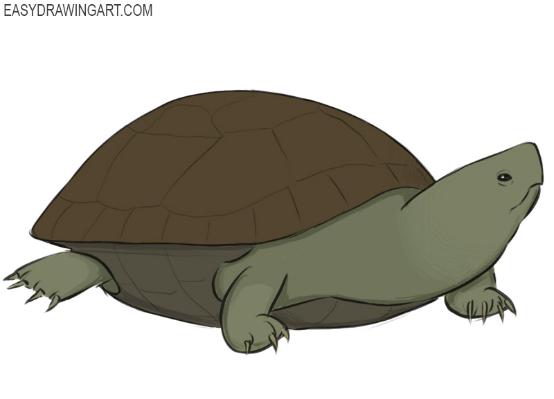 how to draw a turtle