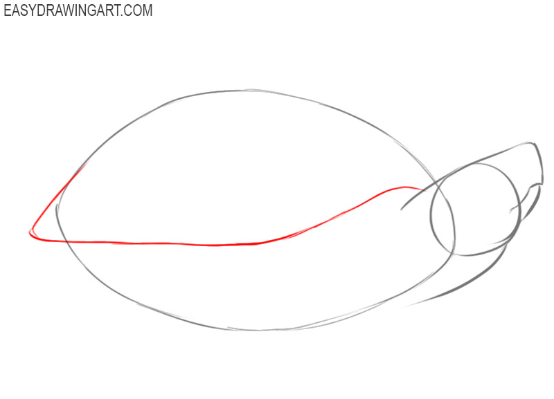 how to draw a turtle cartoon