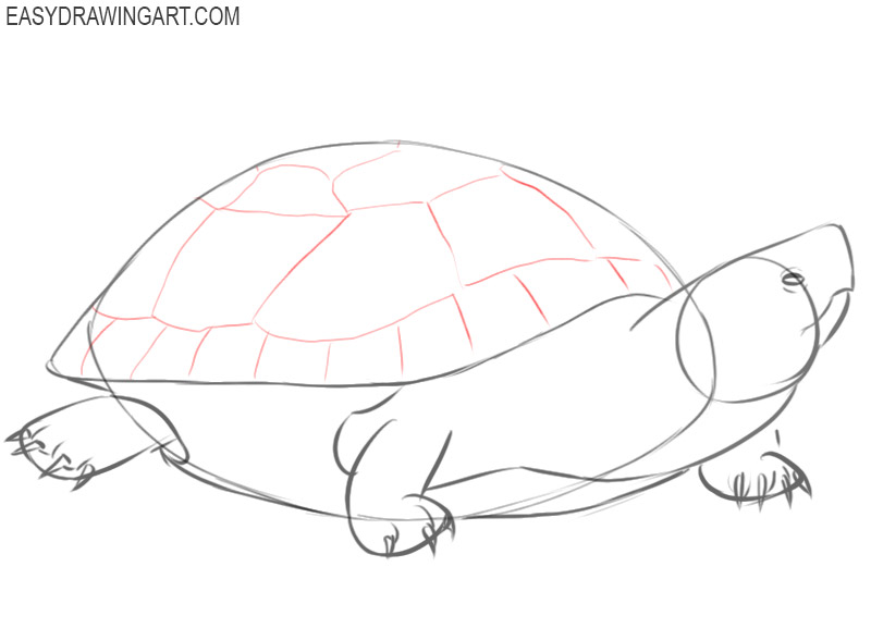 how to draw a turtle colour