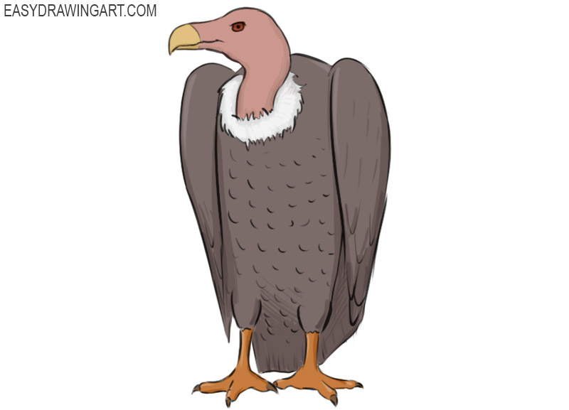 how to draw a vulture
