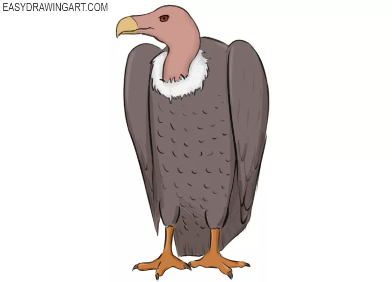 Vulture Art  Drawing Skill