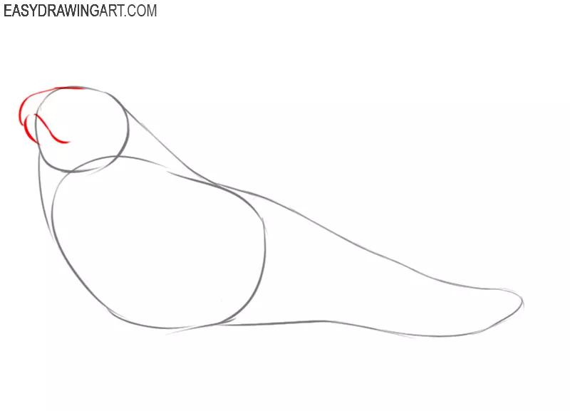how to draw a walrus cartoon