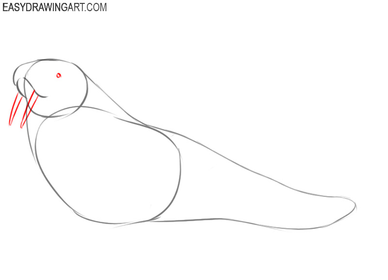 how to draw a walrus drawing