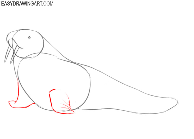 how to draw a walrus in easy steps