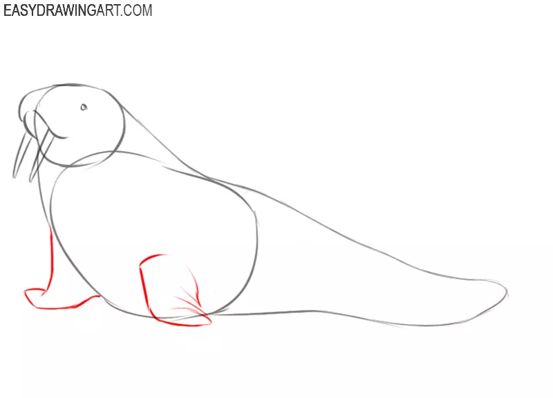 how to draw a walrus in easy steps