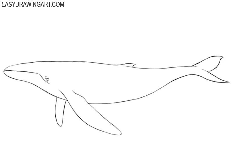 how to draw a whale drawing