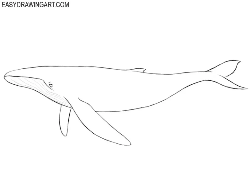 how to draw a whale easy cute