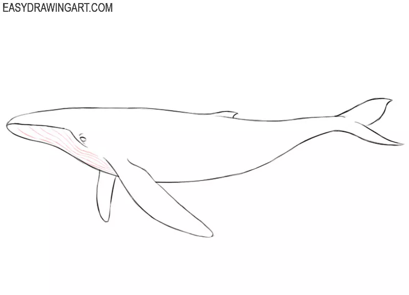 how to draw a whale easy step by step