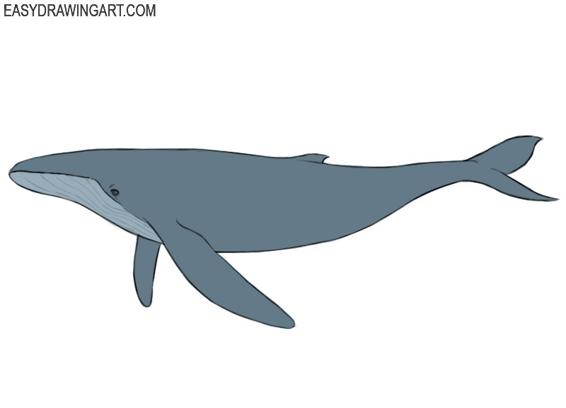 How to Draw a Whale