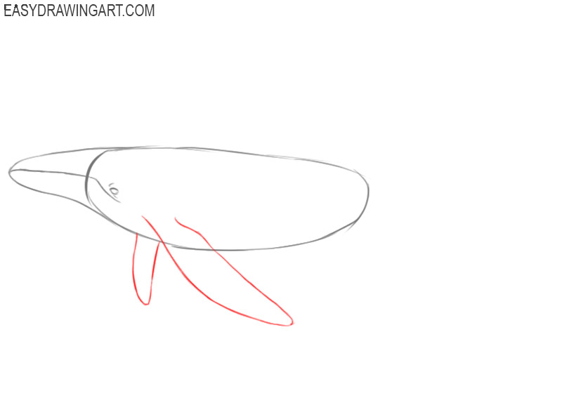 how to draw a whale cartoon