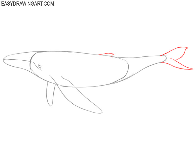 how to draw a cute whale step by step