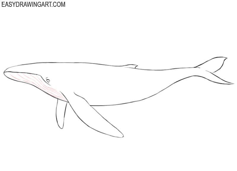 how to draw a whale easy step by step
