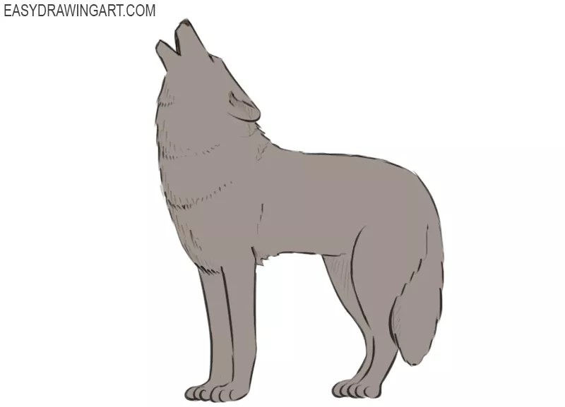 how to draw a wolf