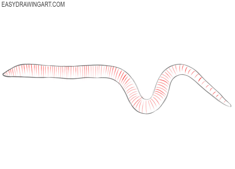 how to draw a earthworm step by step