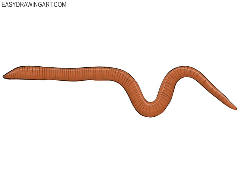 How to Draw a Worm