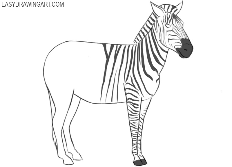 how to draw a zebra outline
