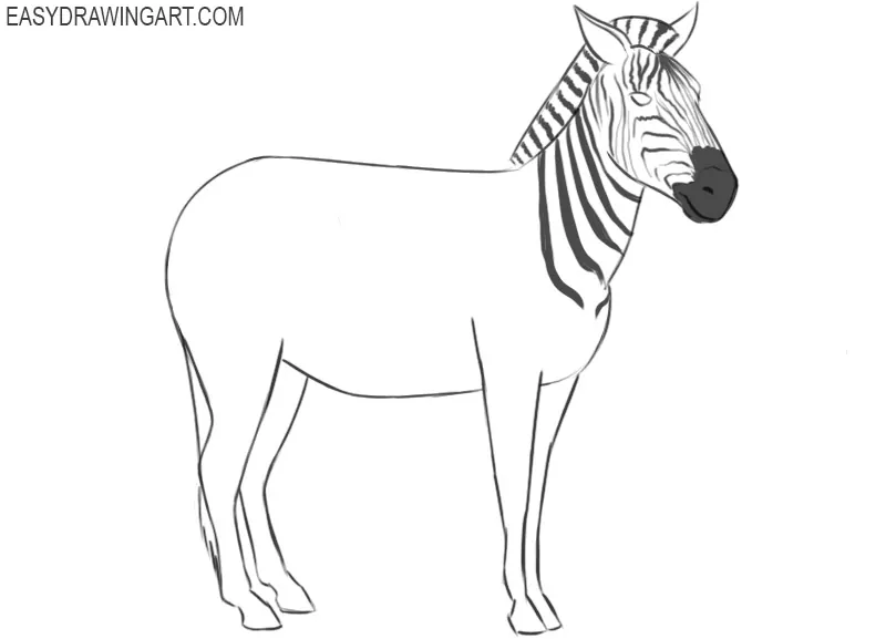 learn how to draw a zebra step by step