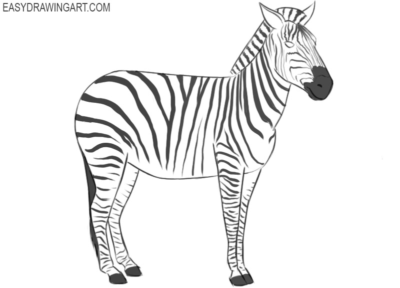 how to draw zebra on paper