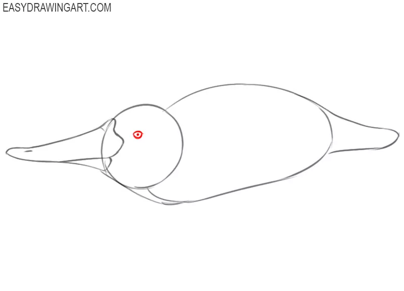 how to draw an animals platypus