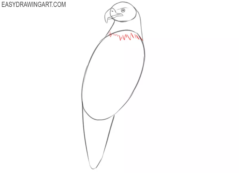how to draw an eagle full body
